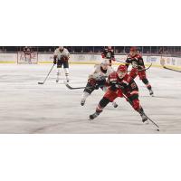 Grand Rapids Griffins center Amadeus Lombardi with the puck against the Chicago Wolves