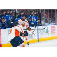 Greenville Swamp Rabbits in action