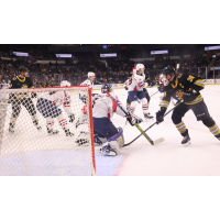 Springfield Thunderbirds' goalie Vadim Zherenko battlese Providence Bruins' Patrick Brown