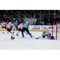 Greenville Swamp Rabbits battle the Jacksonville Icemen