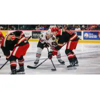 Grand Rapids Griffins left wing Alex Doucet (right) in the faceoff circle